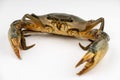 Raw fresh crab isolated on white background