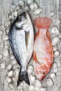 Raw fresh dorada and red tilapia fish on ice. Culinary seafood background. Top view, still life Royalty Free Stock Photo