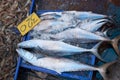 Raw Fresh Fish Chilling in Seafood Market Stall