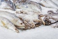 Raw and fresh fish and octopus on ice, supermarket counter Royalty Free Stock Photo