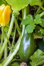 Raw fresh flowering zucchini vegetable garden closeup selective focus. Royalty Free Stock Photo