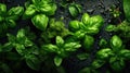 Raw fresh freshness ingredient plant healthy basil leaves organic green herb food Royalty Free Stock Photo