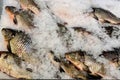 Raw fresh frozen fish in the form of carp on shallow ice at the seafood market. An open shelf at the fish market Royalty Free Stock Photo