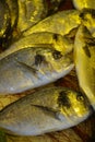 Raw fresh gilt-head bream, dorade fish on ice, ready to cook