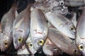 Raw fresh gilt-head bream fish on adriatic sea fish market counter. Close-up raw chilled fresh sea dorado.