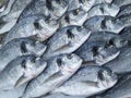 Raw fresh gilt-head bream fish on mediterranean market counter. Many fish Dorado. Close-up raw fresh sea bream fish on ice in