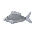 Raw, fresh gray fish. Marine, river animal. Flat cartoon vector illustration isolated on a white background