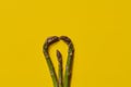 Raw fresh green asparagus stalks over yellow background. Concept of food and seasonal vegetables harvest. Close up, copy Royalty Free Stock Photo