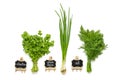 Raw fresh green cilantro, dill, onion, planks for text isolated on white background Royalty Free Stock Photo