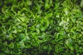 Raw Fresh green lettuce leaves texture and background. Top view. Royalty Free Stock Photo