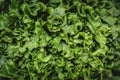 Raw Fresh green lettuce leaves texture and background. Top view Royalty Free Stock Photo