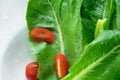 Raw fresh green romaine lettuce and red tomato vegetable for healthy salad food meal on white background Royalty Free Stock Photo