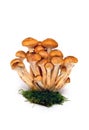 Raw fresh honey fungus ( Armillaria mellea ) in moss on a white background Royalty Free Stock Photo