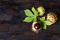 Raw fresh inshell chestnuts with green and yellow leaves on wooden dark background. autumn composition. Horse chestnuts