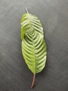 Raw fresh kratom leaves on a black wood mytragina Speciosa