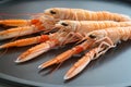 Raw fresh langoustine also known as scampi, on black background Royalty Free Stock Photo