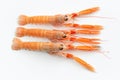 Raw fresh langoustine also known as scampi, isolated on white background Royalty Free Stock Photo