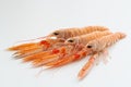 Raw fresh langoustine also known as scampi, isolated on white background