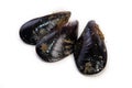 Raw fresh mussels Royalty Free Stock Photo