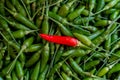 Raw and Fresh Paprika, Thai Chilli Pepper from Chilli Plantation, Spicy Red Chilli on Green Chilli Background Royalty Free Stock Photo