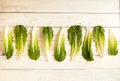 Raw of fresh romain lettuce salad leaves from big to small Royalty Free Stock Photo