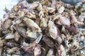 raw fresh salted squid or salted cuttle fish.heap of salted squid Royalty Free Stock Photo