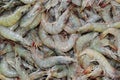 Raw and fresh shrimp background Royalty Free Stock Photo