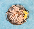 Raw fresh squid tentacles on a blue concrete background, top view Royalty Free Stock Photo