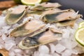 Raw fresh seashell (machas), presented on a wooden board Royalty Free Stock Photo