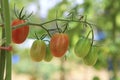 Raw fresh tomato at garden Royalty Free Stock Photo