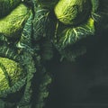 Raw fresh uncooked green cabbage, dark background, square crop