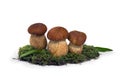 Raw fresh white mushrooms Boletus edulis in moss on a white background Royalty Free Stock Photo