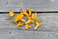 Raw fresh wild chanterelles mushrooms Cantharellus cibarius on gray wooden table background. Wild organic edible mushrooms