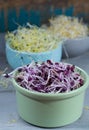 Raw fresh young organic sprouts of leek, alfalfa and red reddish Royalty Free Stock Photo