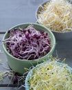 Raw fresh young organic sprouts of leek, alfalfa and red reddish Royalty Free Stock Photo