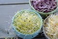 Raw fresh young organic sprouts of leek, alfalfa and red reddish Royalty Free Stock Photo