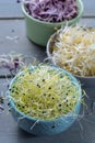 Raw fresh young organic sprouts of leek, alfalfa and red reddish Royalty Free Stock Photo