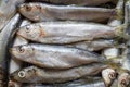 Raw frozen capelin fish Royalty Free Stock Photo