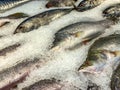 Raw frozen fish in ice at seafood supermarket Royalty Free Stock Photo