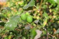 Raw fruit on jujube tree Royalty Free Stock Photo