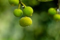 Raw fruits of sand paper tree or Ficus exasperata Royalty Free Stock Photo