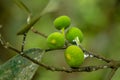 Raw fruits of sand paper tree or Ficus exasperata Royalty Free Stock Photo