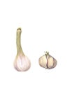 Raw garlic with segments isolated on white background. Hand drawn watercolor painting. Botanical illustration. Realistic style. Royalty Free Stock Photo