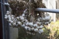 Raw garlics on wood table.