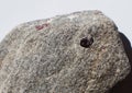 Raw garnet, semi-precious stone on rock Royalty Free Stock Photo
