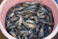 Raw giant freshwater prawn, Fresh shrimp on Ice in bucket. Royalty Free Stock Photo