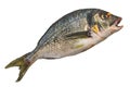 Raw gilt-head sea bream, fish 3d rendering with realistic texture Royalty Free Stock Photo