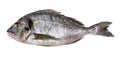 Raw gilt-head sea bream Orata cutout on white