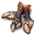 Raw goose barnacles close up isolated on white background Royalty Free Stock Photo