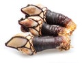 Raw goose barnacles close up isolated on white background Royalty Free Stock Photo